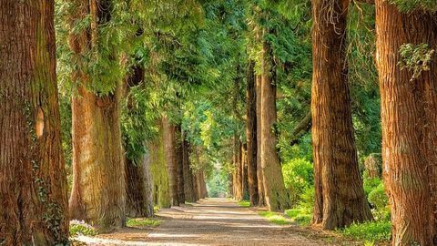 Researchers Conduct Epigenetic Analysis of a 330-Year-Old Poplar Tree