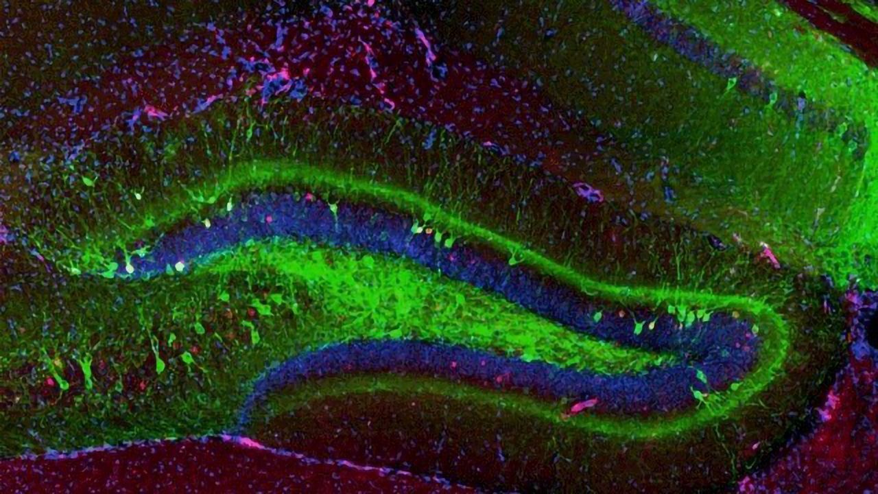 Can Memory Manipulation Treat Alcohol Addiction?