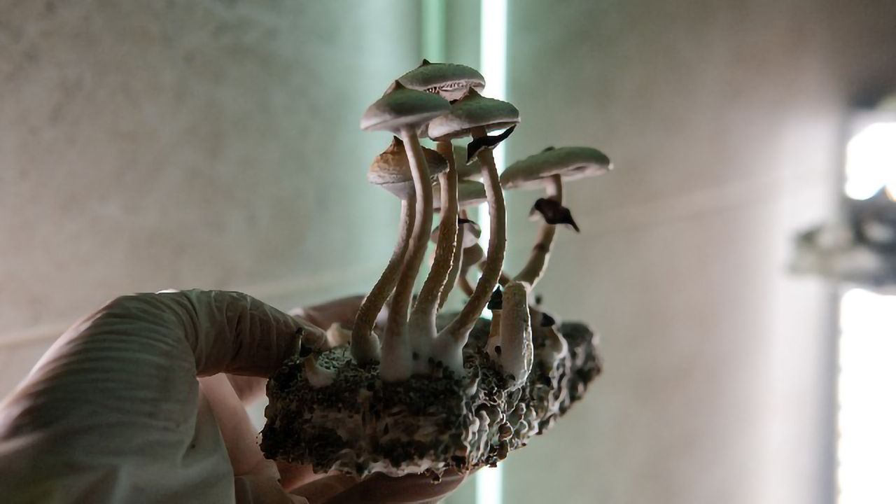 Making Mushrooms: How Psilocybin Is Extracted and Used in Mental Health Research