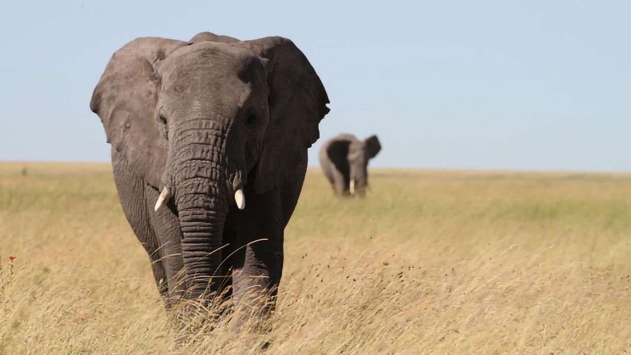Large-Scale Study of Elephant Genetics Guides Conservation