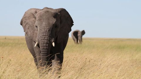 Large-Scale Study of Elephant Genetics Guides Conservation