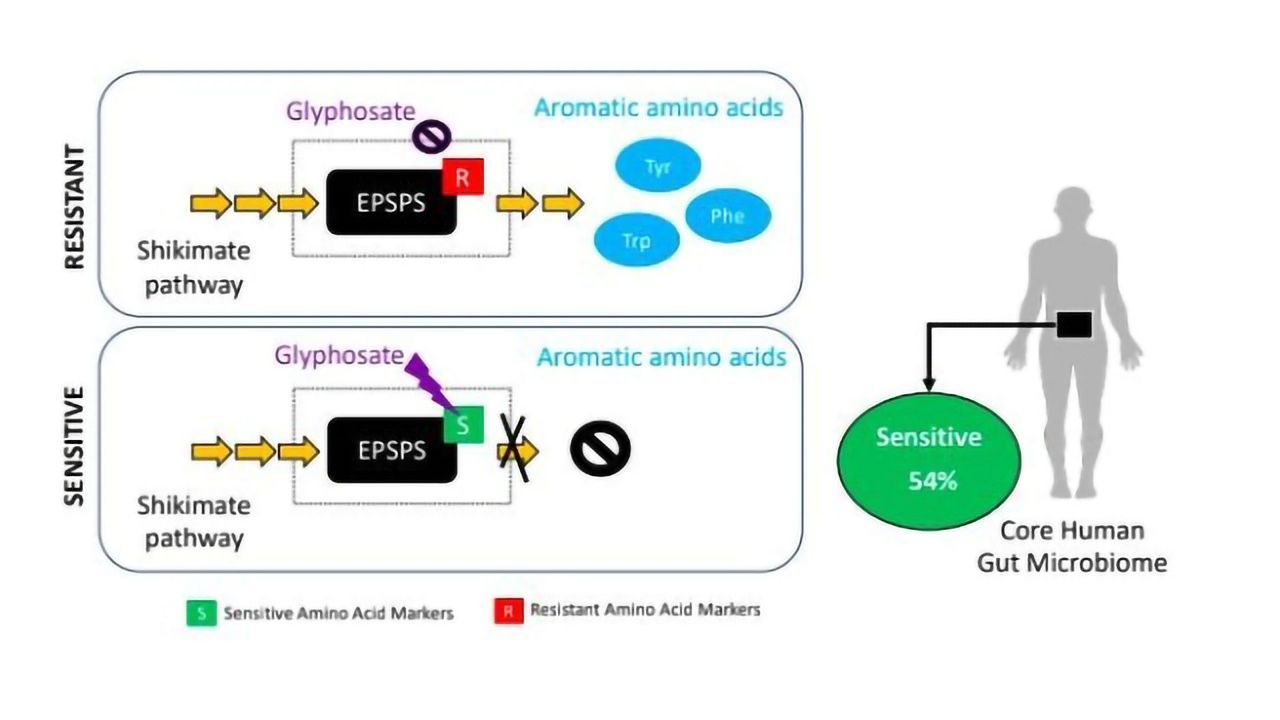 Gut Microbes May Be Harmed by Common Herbicide