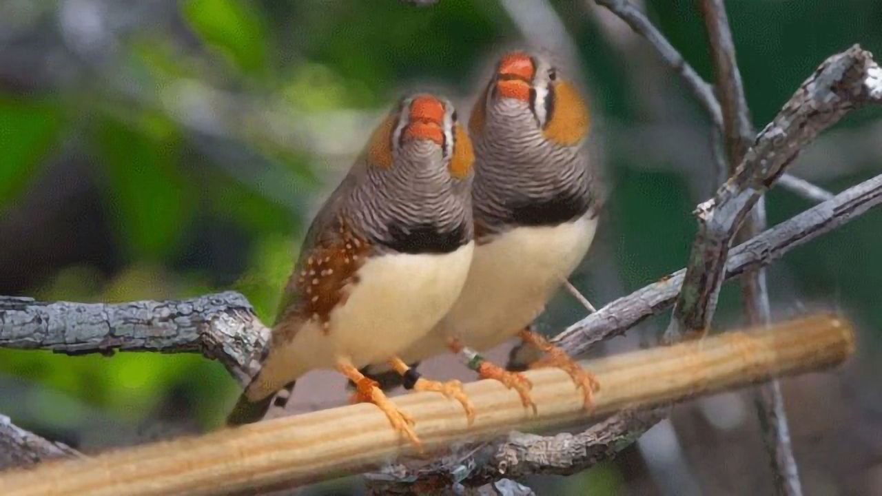 Zebra Finches Can Memorize the Songs of Up to 50 Flockmates