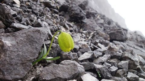 Plant Used in Chinese Medicine Has Evolved To Become Less Visible to Humans