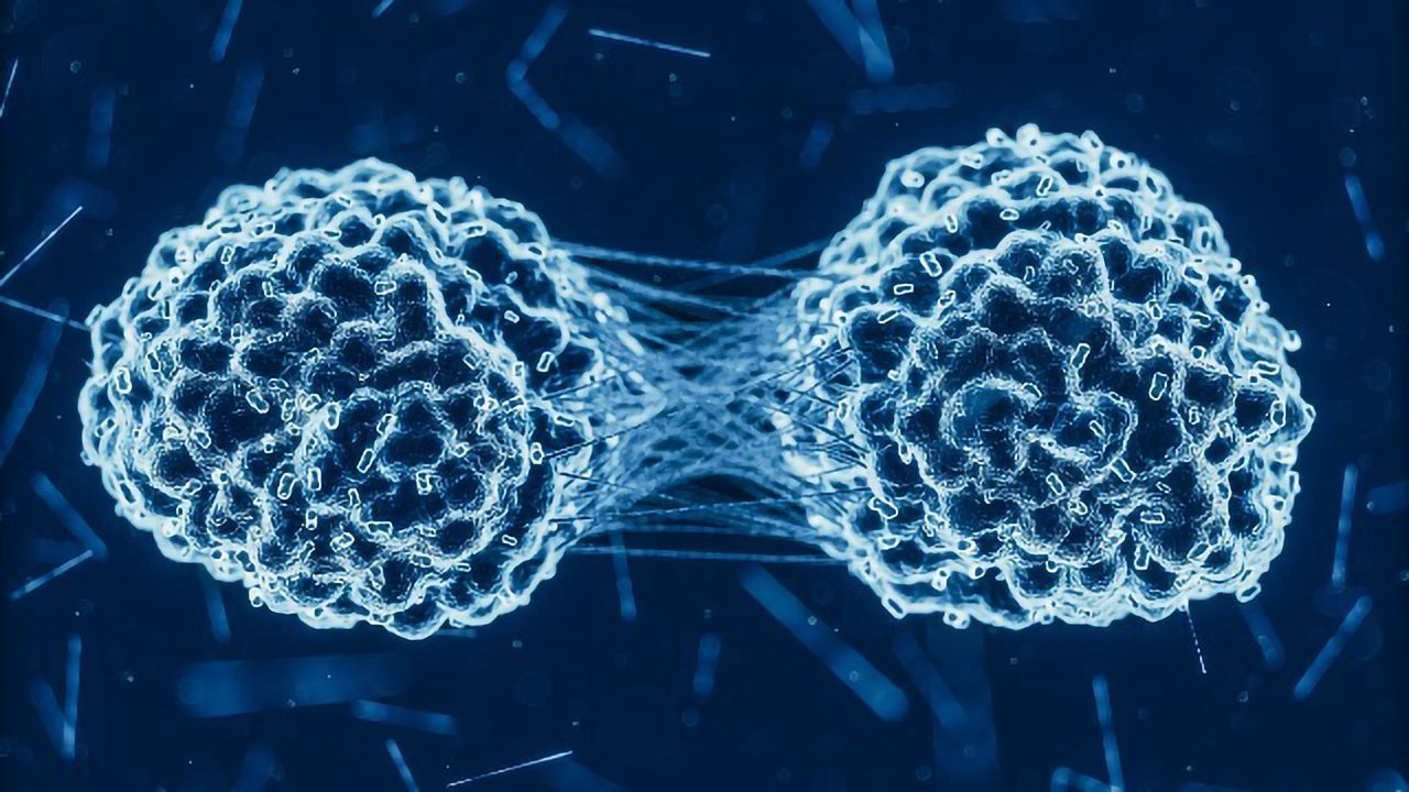 Ovarian Cancer Cells Cooperate To Metastasize