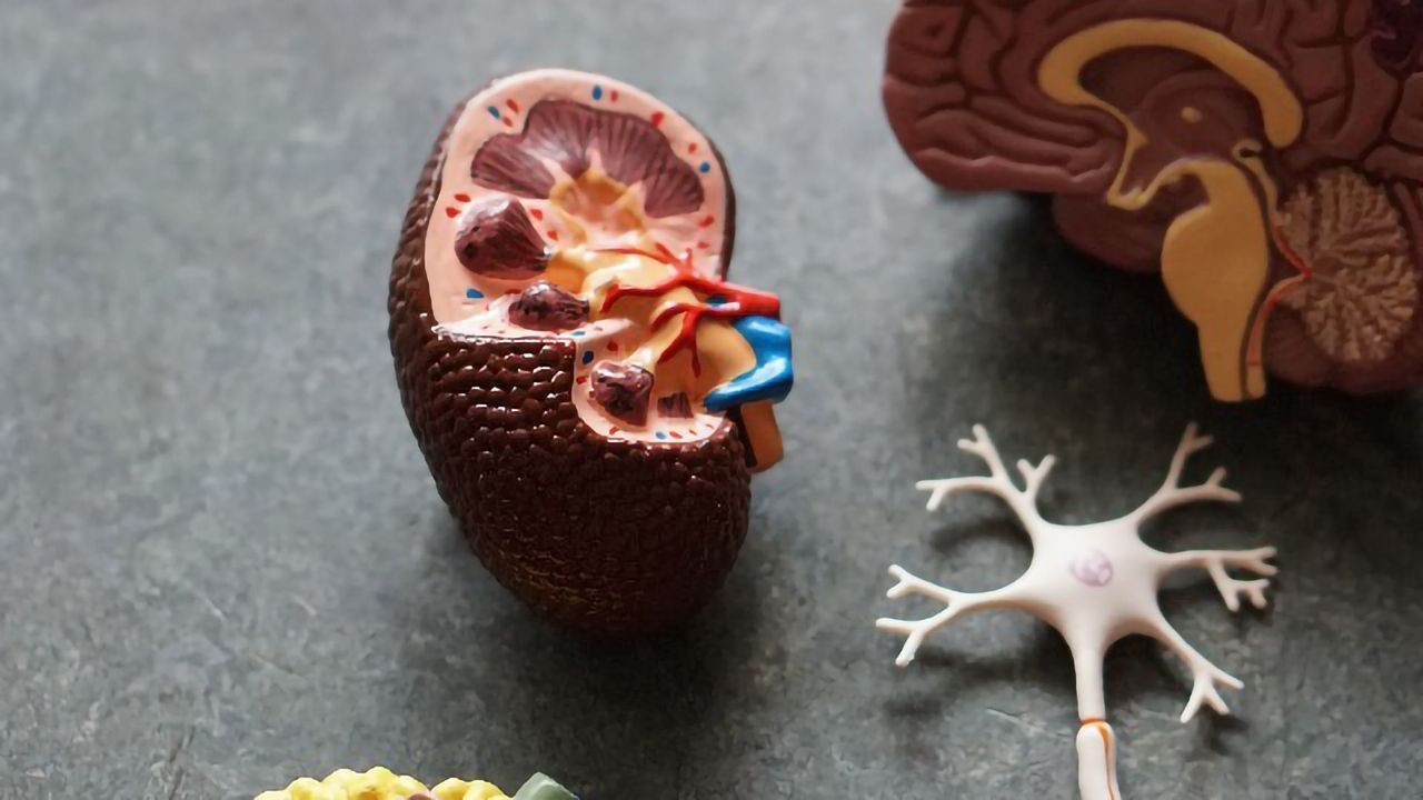3D Bioprinting Improves Kidney Organoid Generation