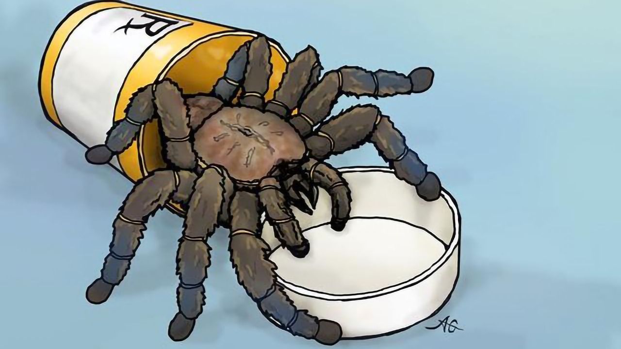 Tarantula Toxin Could Help To Design Drugs for Chronic Pain