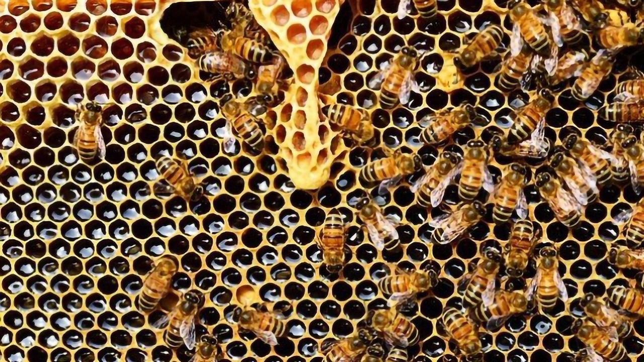 Insecticide That's Deadly to Bees Detectable in Honey