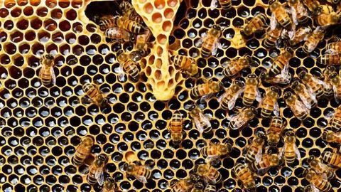 Insecticide That's Deadly to Bees Detectable in Honey