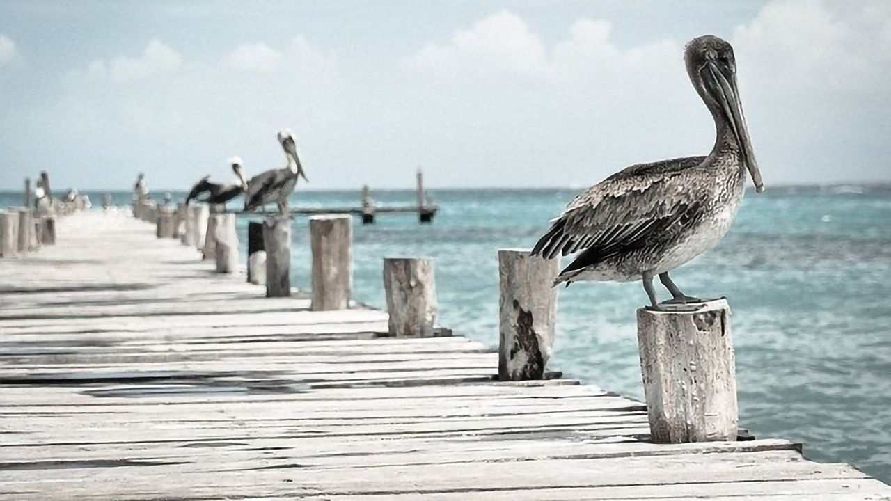 US Clean Air Policies To Protect Humans Are Saving Birds Too