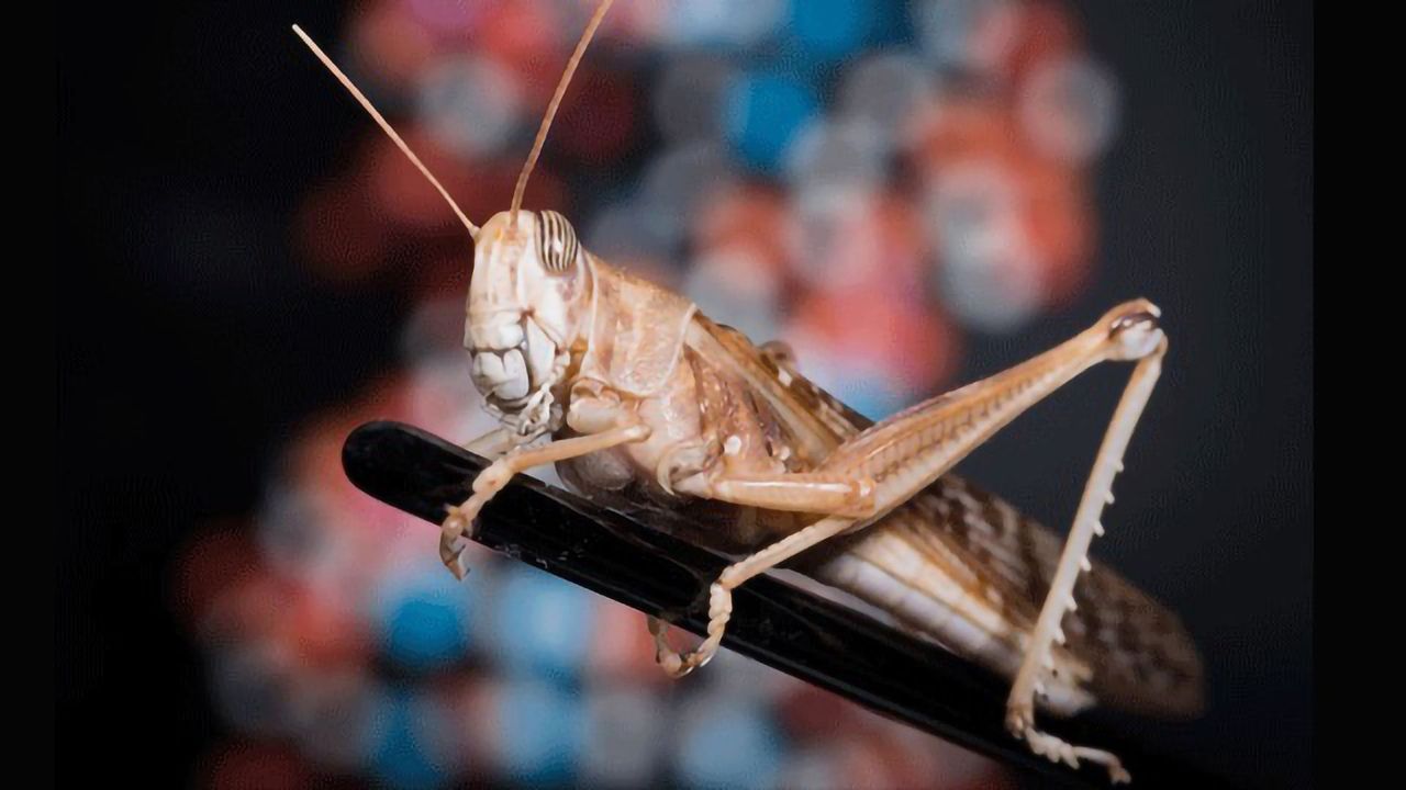 Decoding the Desert Locust Genome Could Help Combat the Notorious Pest