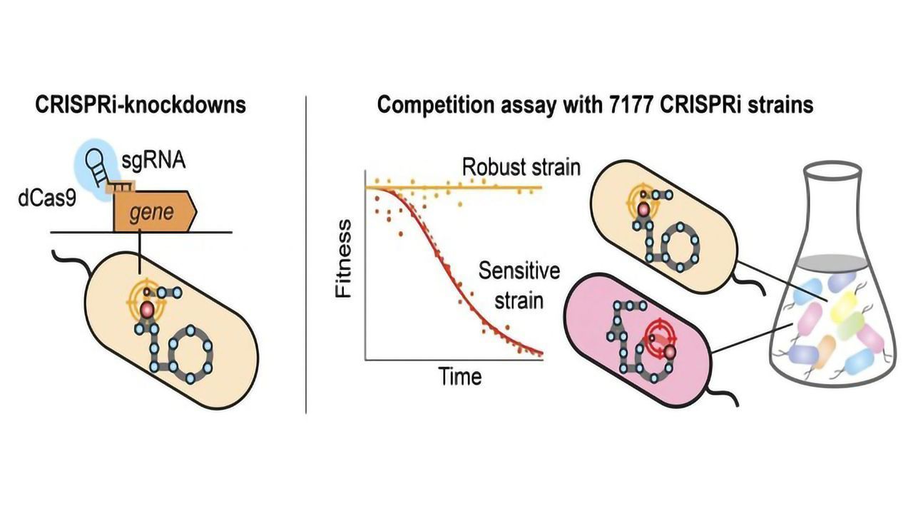 CRISPRi Screens Reveal Sources of Metabolic Robustness in <i>E. coli</i>