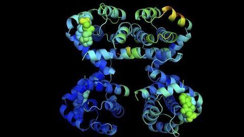 Protein May Prevent Damage During Cancer Therapy