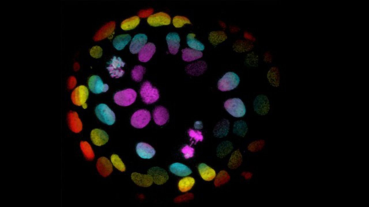 Plant-Based Gel Designed To Fast-Track Organoid Growth