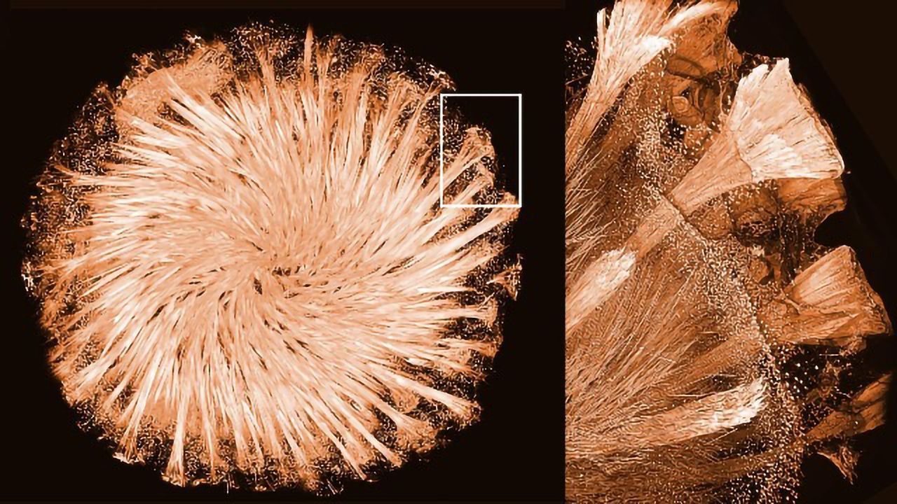 Researchers Determine the Structure of Glass-Shaping Protein in Sponges