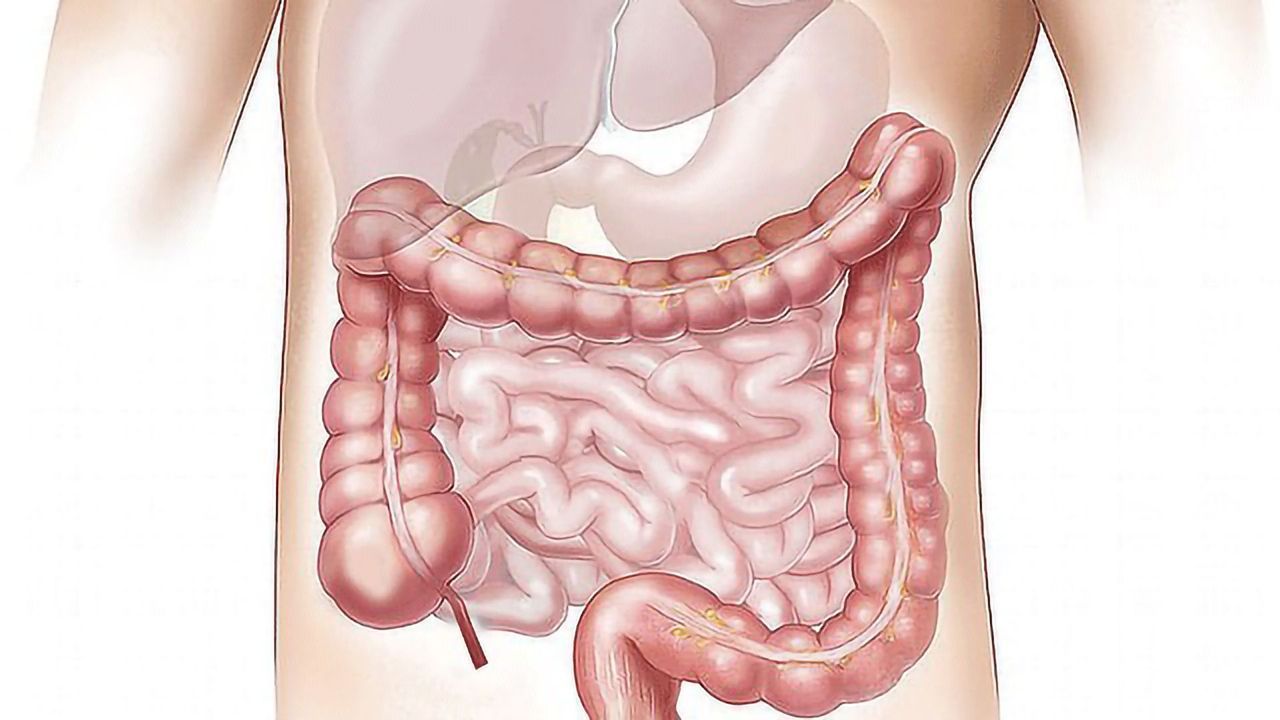 Gut Hormones’ Regulation of Fat Production Abnormal in Obesity