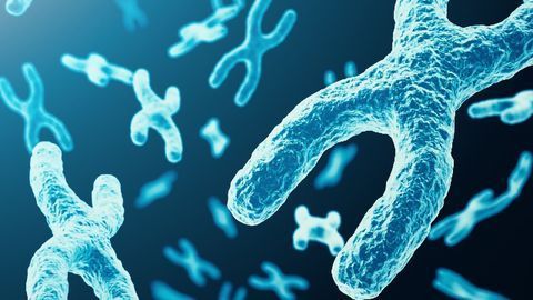 Mechanisms of Telomere Protection Are Unique in Stem Cells