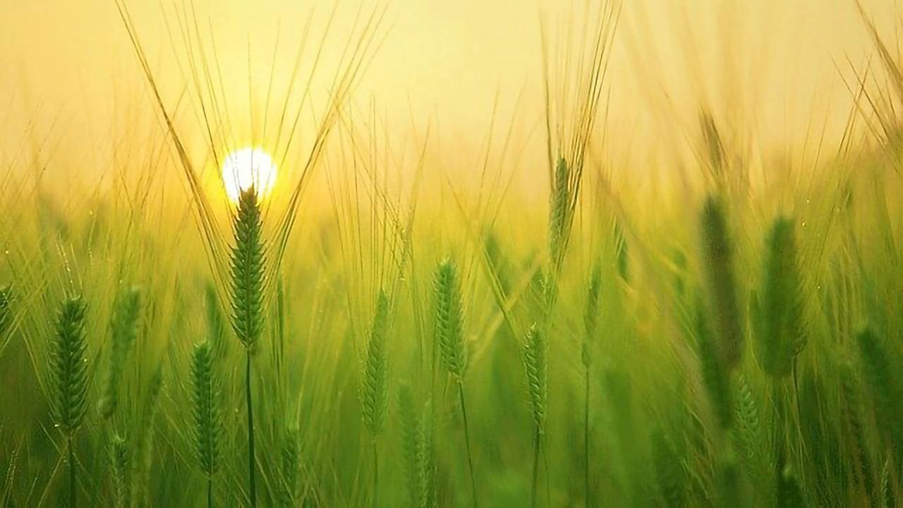 Wheat Modification Could Help To Combat Global Food Shortages