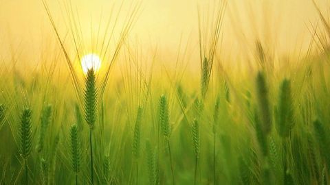 Wheat Modification Could Help To Combat Global Food Shortages