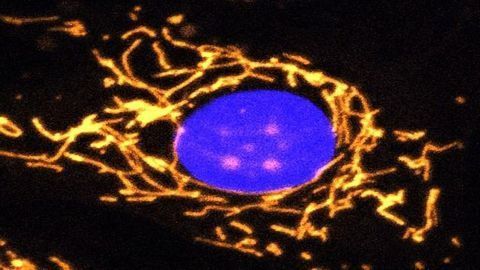 A New Gene Therapy Strategy for Eye Disease