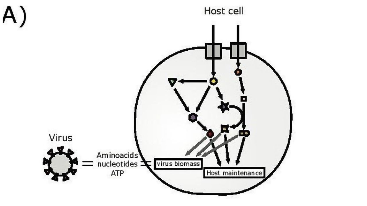 Model Designed To Predict Cellular Drug Targets Against COVID-19