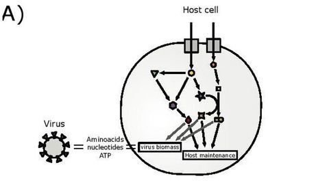 Model Designed To Predict Cellular Drug Targets Against COVID-19