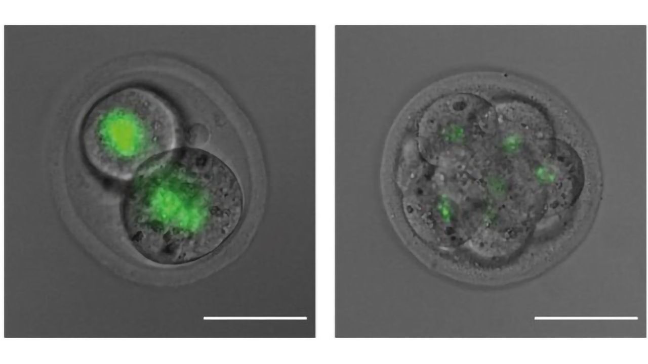 A Mother’s Touch Lingers in Her Child’s DNA