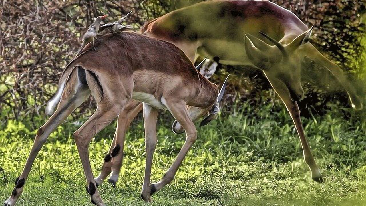 Animal Moods Influence Behavior in Unexpected Ways