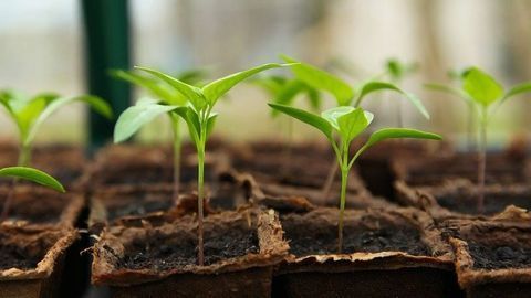 Early Detection of Shade Avoidance Syndrome in Plants