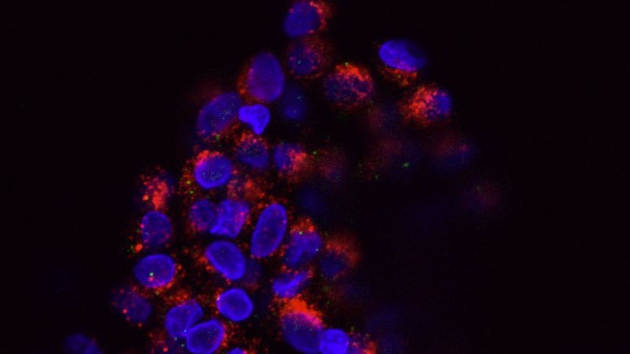 Exploring the Challenges and Opportunities of Harvesting CTCs