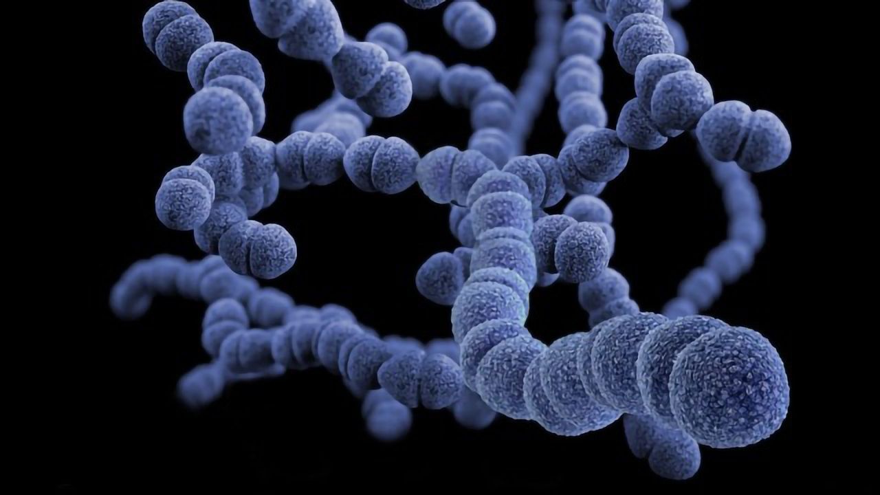 Connection Between Gut Bacteria and Vitamin D Levels Revealed
