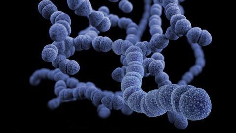 Connection Between Gut Bacteria and Vitamin D Levels Revealed