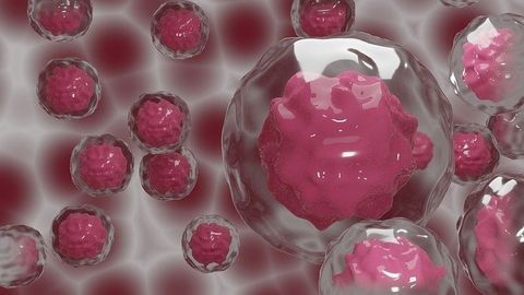 Immune System Dynamics Respond to Gut Bacteria Composition