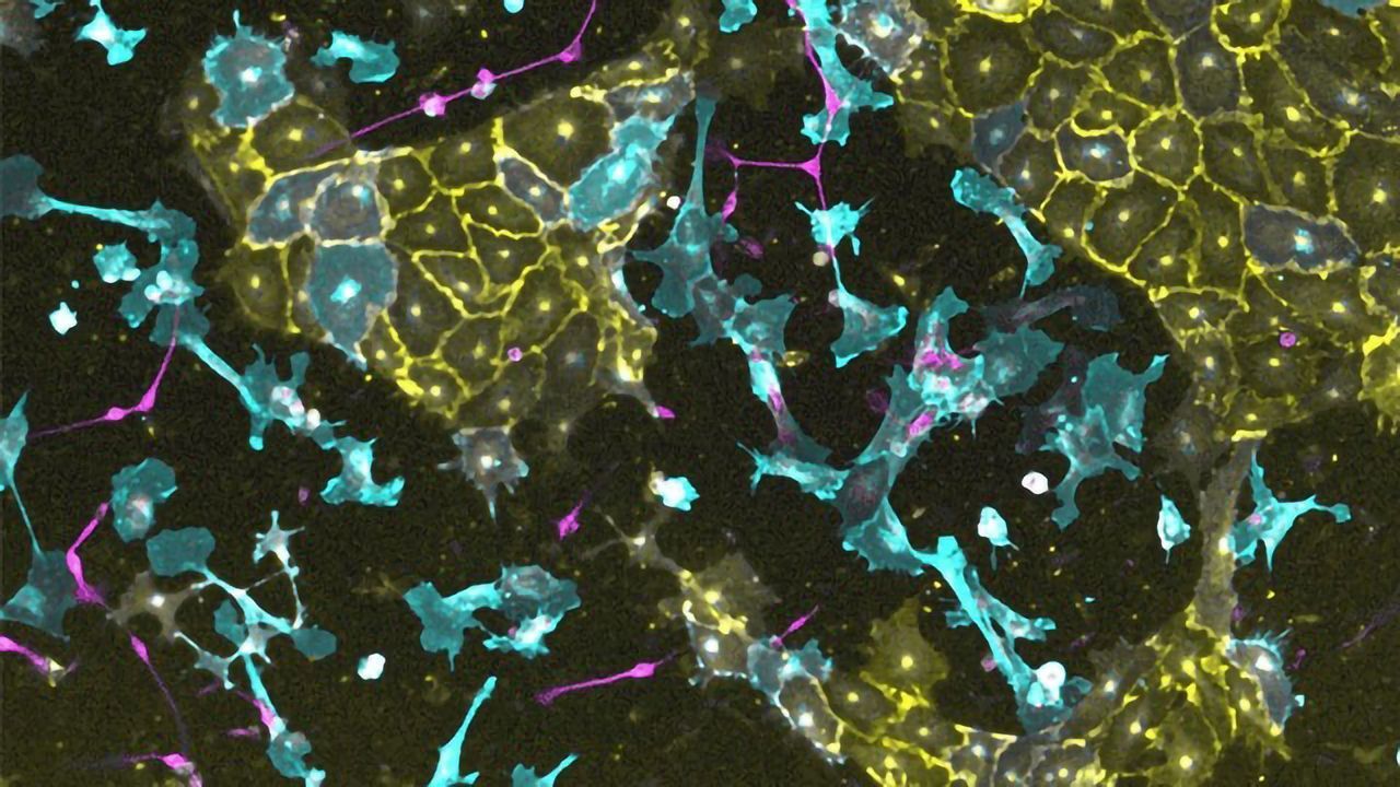 Team Develops Transcription Factor Library for Cell Engineering