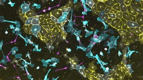 Team Develops Transcription Factor Library for Cell Engineering