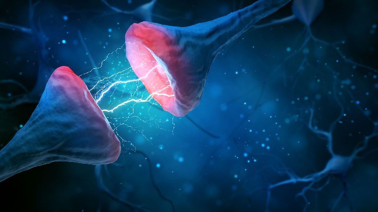 Cortex Over Reflex: Where Higher Thinking Overtakes Instinct