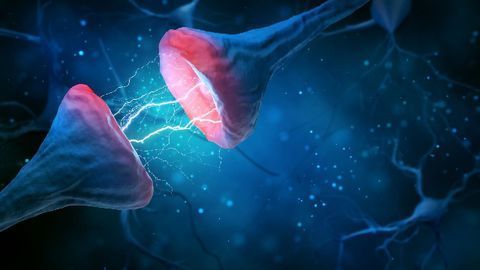 Cortex Over Reflex: Where Higher Thinking Overtakes Instinct