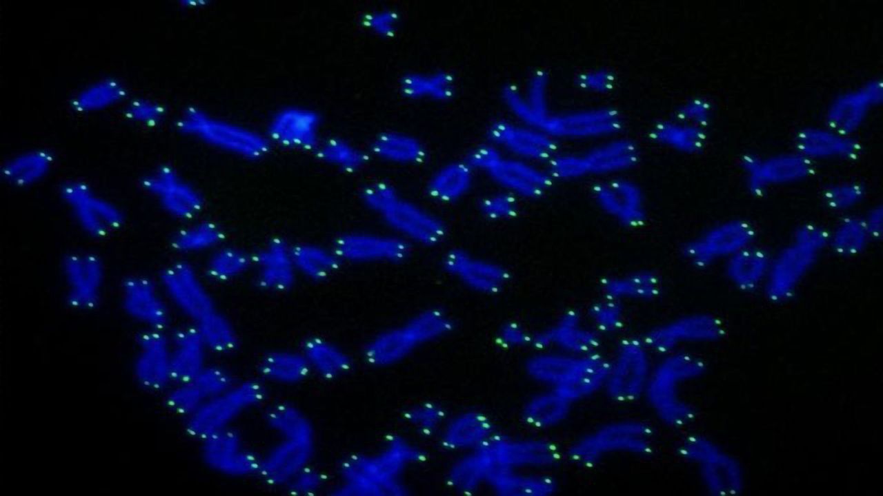 Telomere Shortening May Help Prevent Cancer