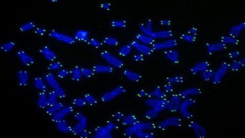 Telomere Shortening May Help Prevent Cancer