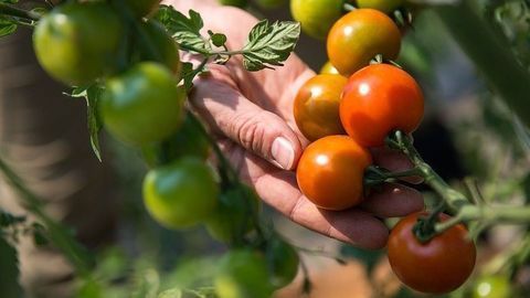 Helping Tomatoes To Bring Their A-Game