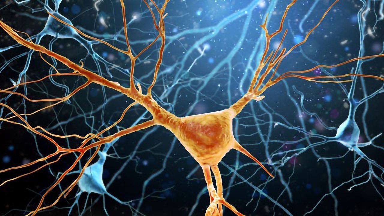 Drug Reverses Age-Related Mental Decline Within Days in Mouse Model