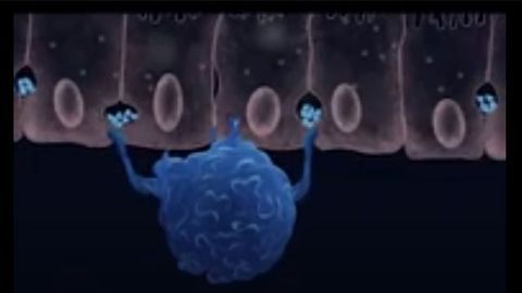 Macrophages Monitor Fluid Absorption