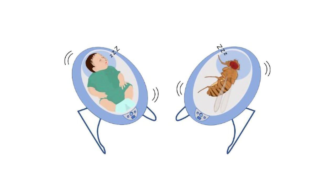 Rock-a-Fly Baby: Vibrations Send Fruit Flies Straight To Sleep