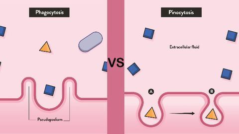 Phagocytosis Vs Pinocytosis Definition And Function Technology Networks