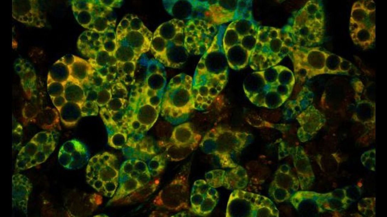 Enoxacin-Stimulated Adipocytes
