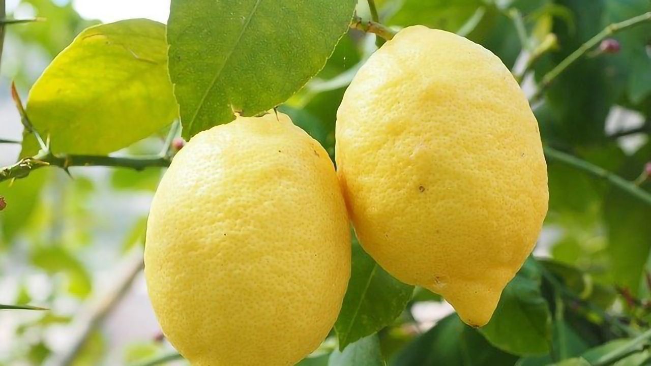 Protecting Rice, Kiwi and Citrus From Harmful Bacteria