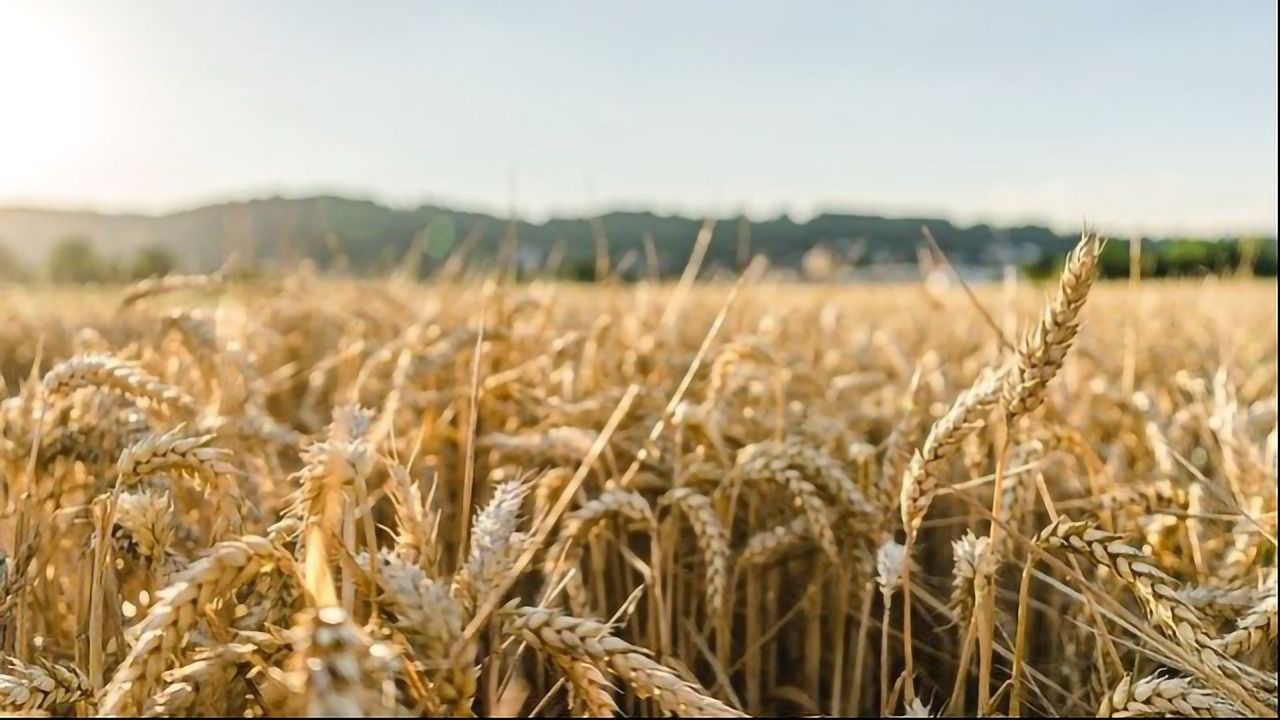 Breakthrough in Turning Straw Into Valuable Biochemicals