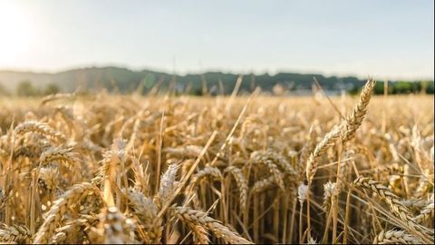 Breakthrough in Turning Straw Into Valuable Biochemicals