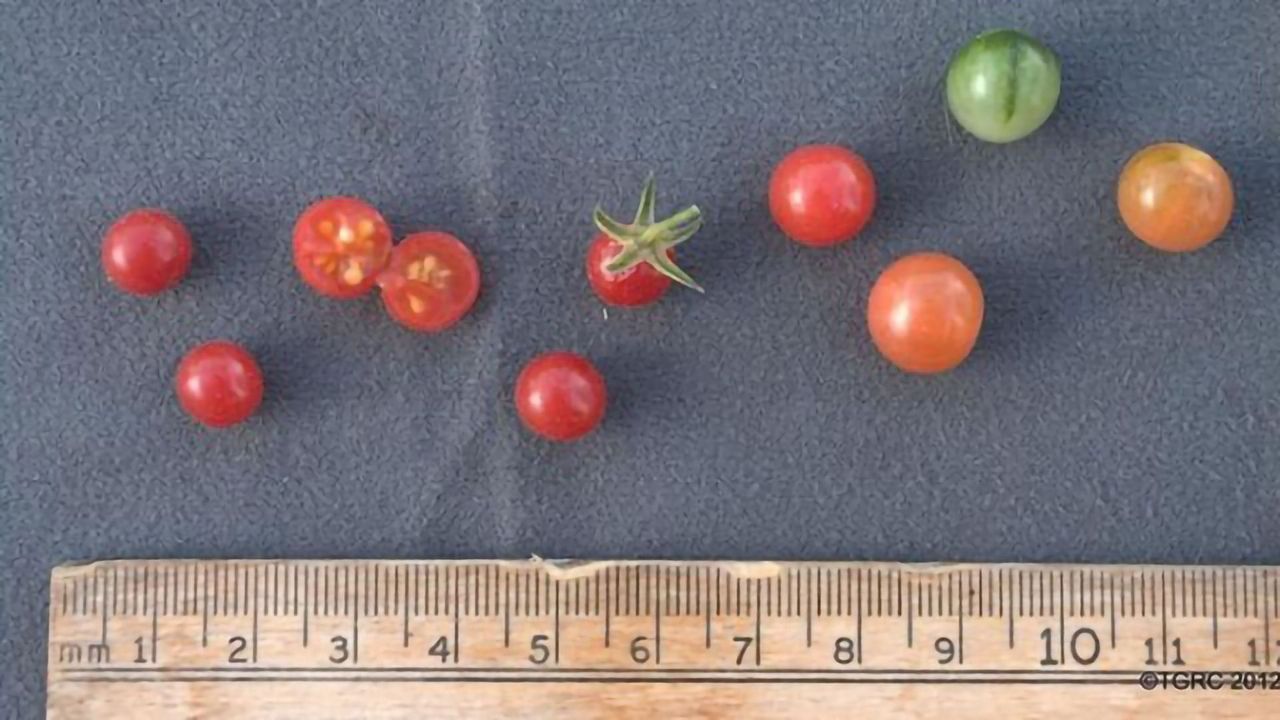 Bringing Back Tomato's Genetic Diversity That Was Lost in Domestication