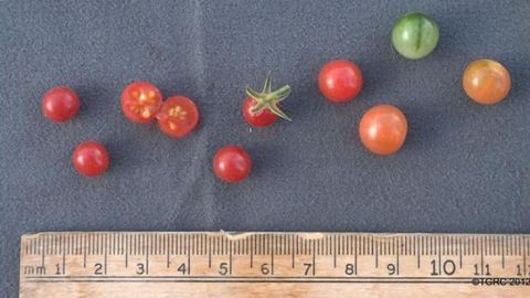 Bringing Back Tomato's Genetic Diversity That Was Lost in Domestication